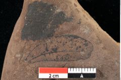 Foto (Detailansicht) von Xylomites arbuti serrae Ettingshausen (NHMW-GEO-2024-0188-0066b)